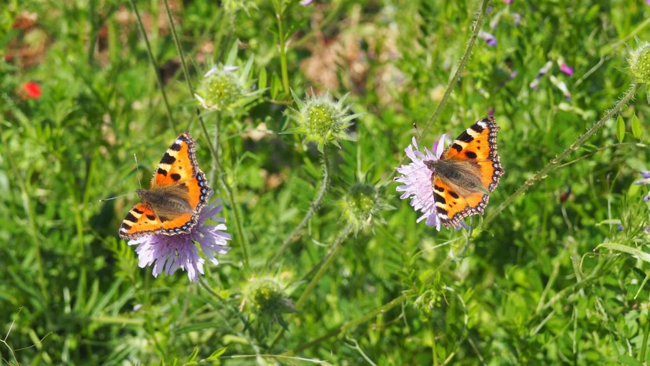 Urlaub Im Naturgarten Daire Bergneustadt Dış mekan fotoğraf